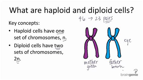 haploid - definition - What is