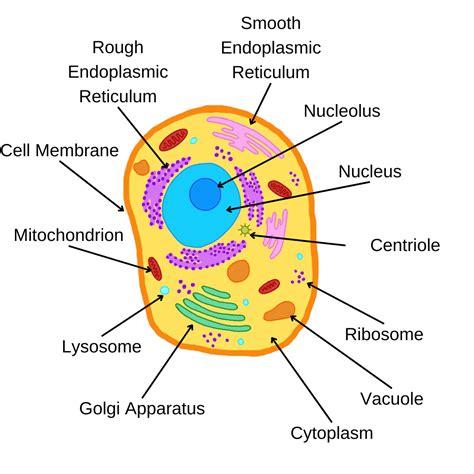 Cytoplasm Of An Animal Cell