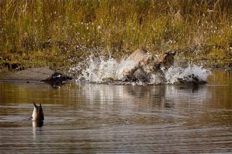 Wild Lynx Hunting | Animals