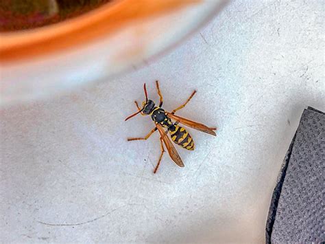 Wasp Sting: Reaction Symptoms, Treatments, and Remedies