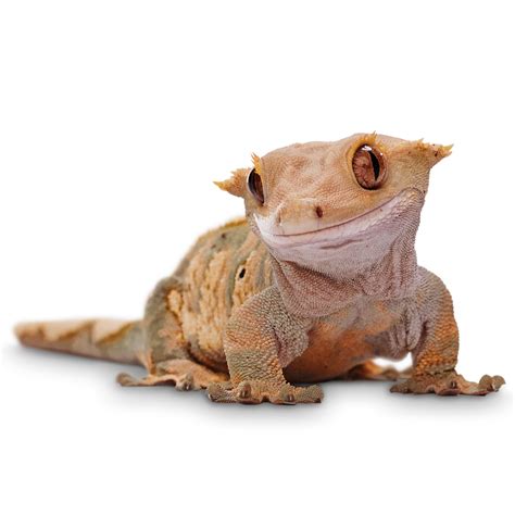 Thinking of getting a crested gecko. | Arachnoboards