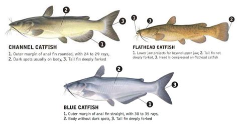 Catfish Fishing: Tips, Gear and Where to Go