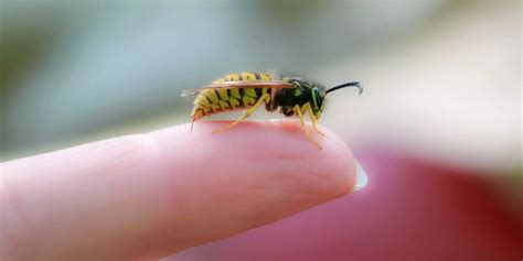 The most effective treatments and home remedies for a wasp sting ...