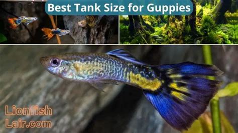 Guppy Tank Size Guide: Find the Perfect Home for Your Guppies