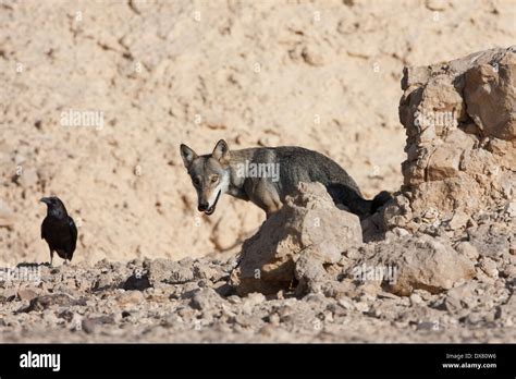 Arabian wolves hi-res stock photography and images - Alamy