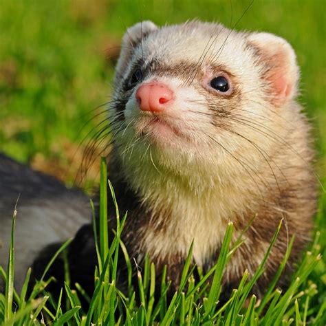 The Ferret Guide: What Is a Ferret and Is It A Good Pet?