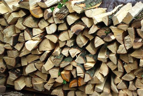 6 Of The Best Types of Firewood To Burn In Campfires