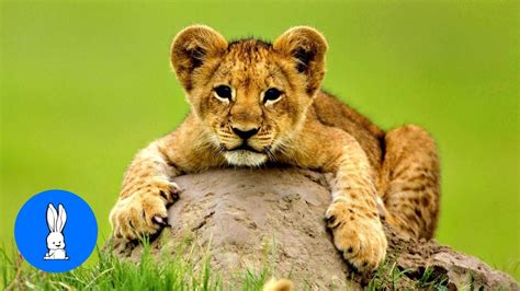 Lion Cubs Roaring (Baby Edition) - Cutest Compilation - YouTube