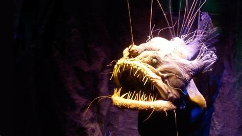 Male deep-sea anglerfish attach themselves to the females during sexual ...