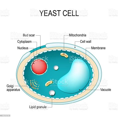 Cross Section Of A Yeast Cell Structure Of Fungus Cell Stock ...