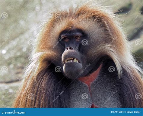 Gelada Monkey Female Royalty-Free Stock Photography | CartoonDealer.com ...