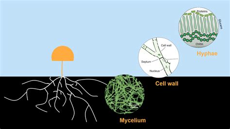 Mycelium – Mycterials