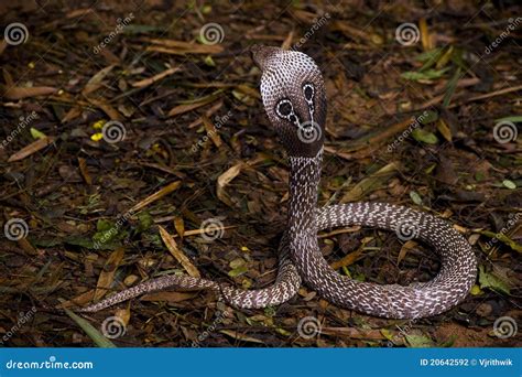 Cobra Snake Isolated On White Back Ground Royalty-Free Stock Photo ...