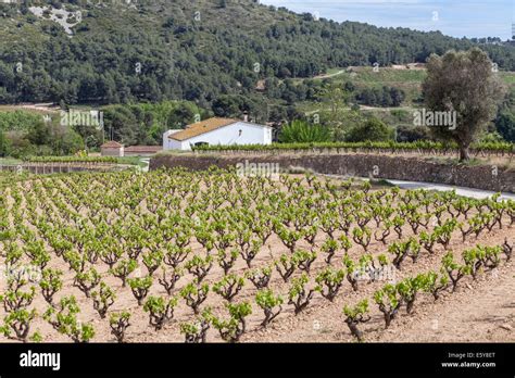 Penedes Catalonia Stock Photos & Penedes Catalonia Stock Images - Alamy