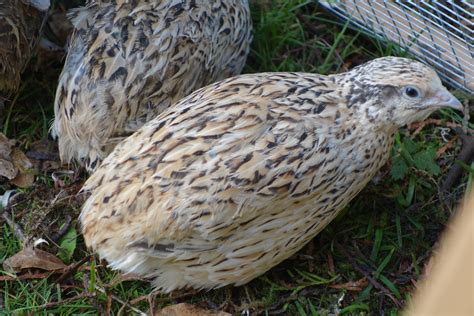 Quail Breeds | About Quail | Quails | Guide | Omlet Australia