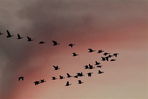 Scientists are using high-tech tools to study birds' amazing migrations ...