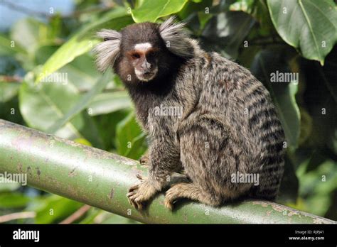 Monkey brasil hi-res stock photography and images - Alamy