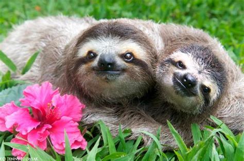 Pet Sloth: Legality, Feeding, and Housing Introduction - PetHelpful