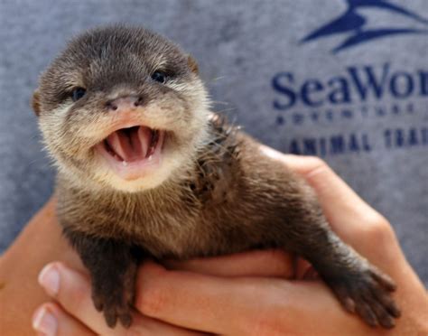 🔥 Download Cute Baby Otters HD Wallpaper In Animals Imageci by @tmonroe ...