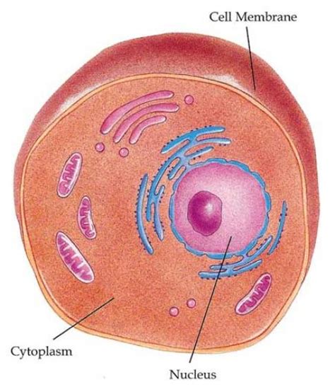 Animal Cell Cytoplasm : Biological Science Picture Directory – Pulpbits.net