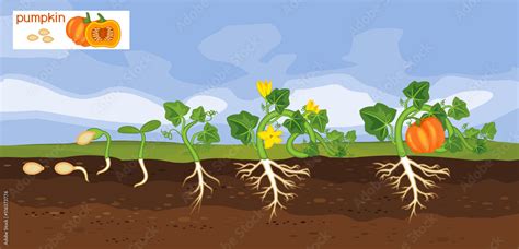 Landscape with life cycle of pumpkin plant. Growth stages from seeding ...