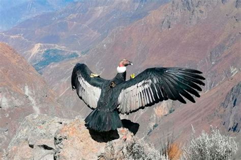 Sinchi, el cóndor andino que vuelve a surcar el cañón del Colca, su ...