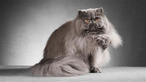 The Majestic Grey Persian Cat