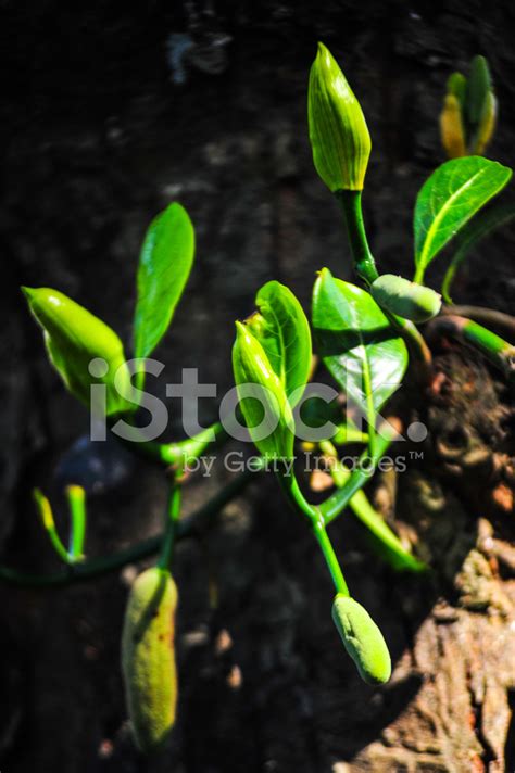 Jackfruit Flower Stock Photo | Royalty-Free | FreeImages