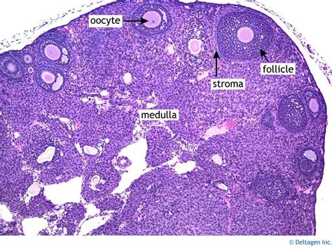 Ovary Histology Diagram