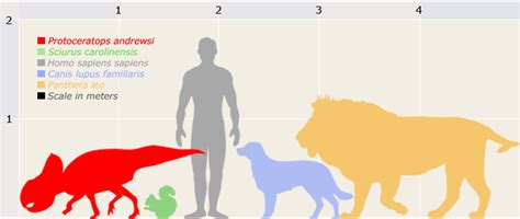 Protoceratops size comparison : DinoChecker Dinosaur Gallery