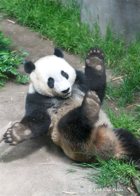 52 best images about Panda bears / Les pandas on Pinterest | Teamwork ...