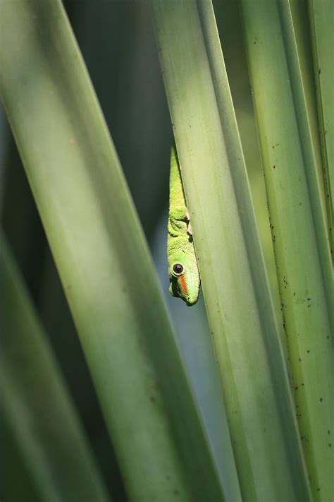 Madagascar Day Gecko Leaves - Free photo on Pixabay - Pixabay