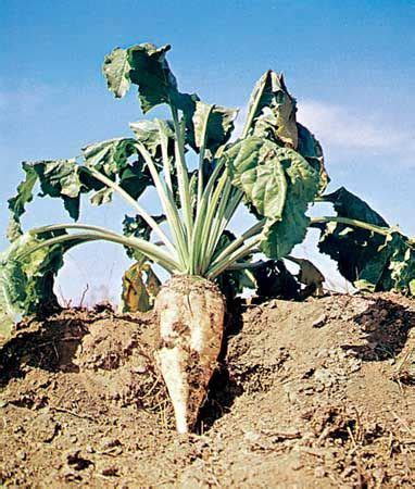 Sugar beet | Description, Plant, Sugar, Cultivation, & Facts | Britannica