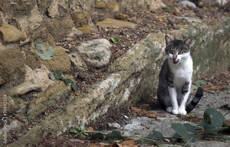 yelling cat Stock Photo | Adobe Stock