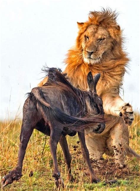 Lion Hunts A Wildebeast - Barnorama