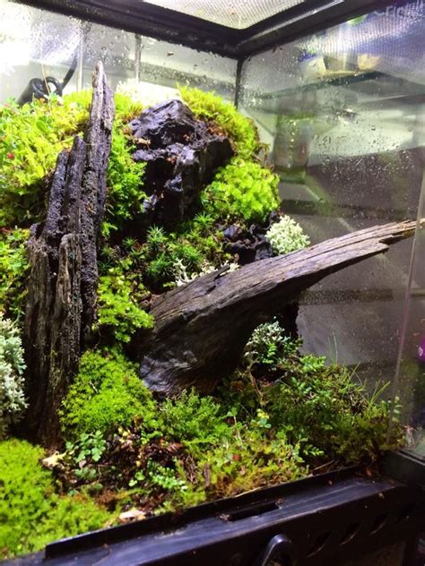 96 best Dart frog vivarium images on Pinterest | Plants, Fish tanks and ...