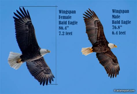 The Bald Eagle Wingspan: How does it compare to other Birds of Prey ...