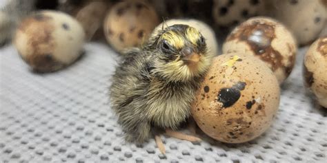 Incubating and Hatching Quail Eggs | Meyer Hatchery Blog