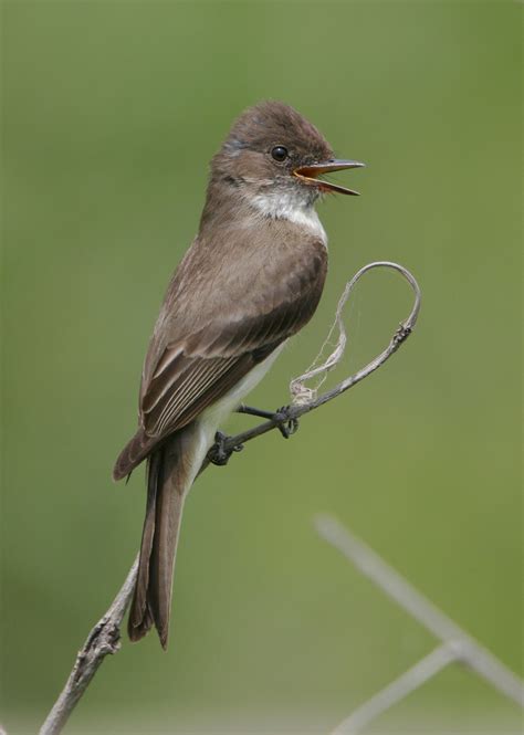 Birds we see more of - and fewer of - in Kansas | Wichita Eagle