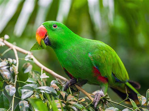 Eclectus Parrot | Alexandria Zoo