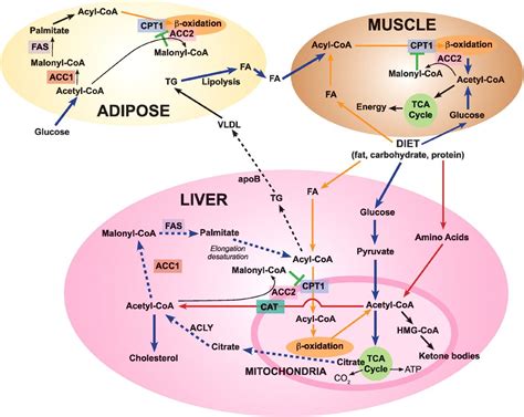 Carbohydrate Metabolism | Fatty acid metabolism: target for metabolic ...