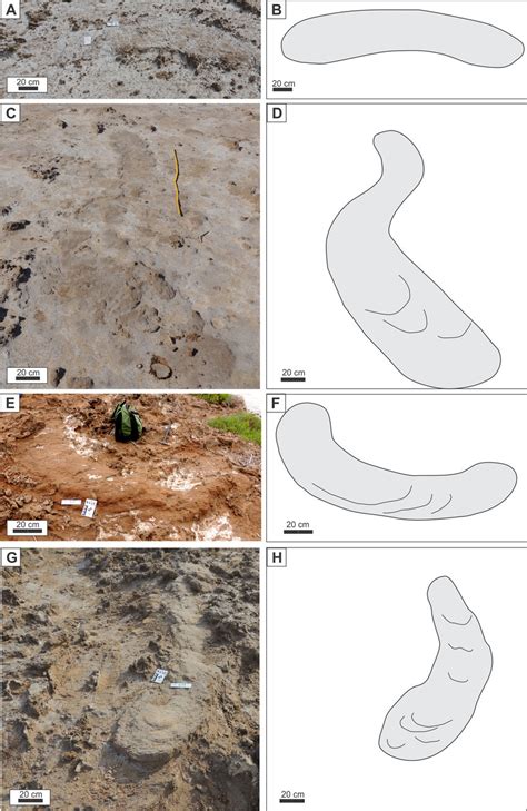 Burrow morphology in plan view. (A-B) Field photograph and diagram of ...