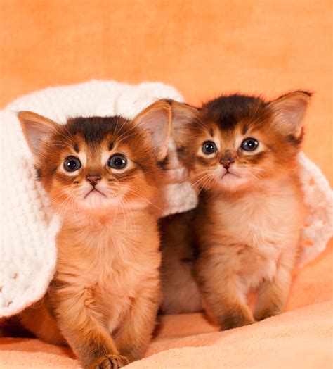 Somali Cats - A Complete Guide From The Happy Cat Site