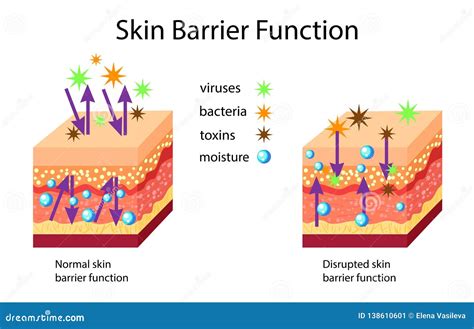 Skin Barrier Stock Illustrations – 642 Skin Barrier Stock Illustrations ...