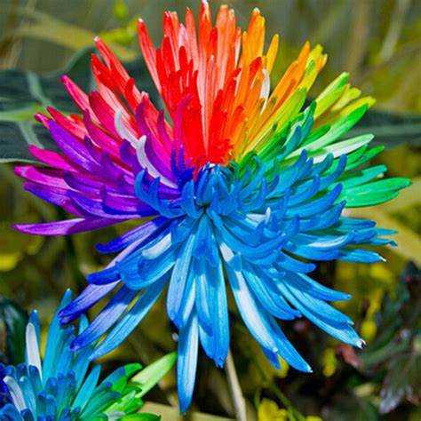 20Pcs Rainbow Chrysanthemum Flower Seeds Rare Color Home Garden Bonsai ...