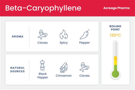 What is Caryophyllene? What Does This Cannabis Terpene Do? | Acreage