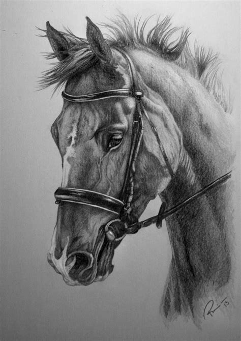 How To Draw A Realistic Horse at Drawing Tutorials