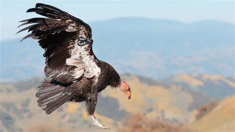 California Condor | Audubon Field Guide