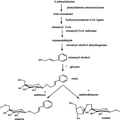 Biosynthetic pathway for synthesis of cinnamyl alcohol glycosides [12 ...