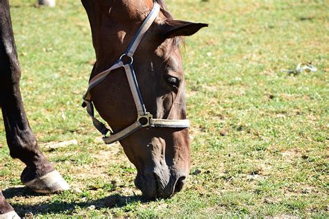 What Is the Difference Between a Bridle and Halter?